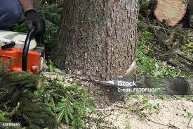 Best Storm Damage Tree Cleanup  in Vineyard, UT