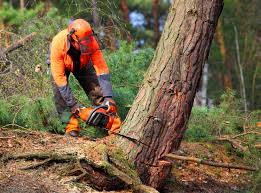 Best Arborist Consultation Services  in Vineyard, UT