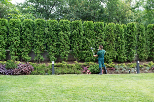 How Our Tree Care Process Works  in  Vineyard, UT