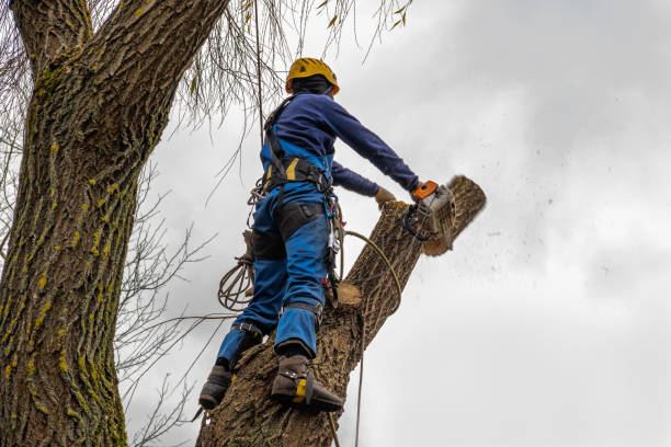 Best Stump Grinding and Removal  in Vineyard, UT